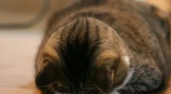 Mačka bola urazená: ako nájsť spoločný jazyk s ním a doplňte