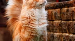 Mačky maine kun (foto): králi domácich mačiek