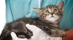 Kožné ochorenia u mačiek