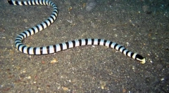 Náčelník dusený morský