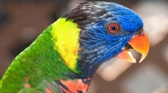 Krásne a chytré papagáje