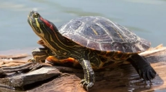 Korytnačka na červeno