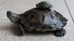 Redhead sladkovodná korytnačka v prírode a doma