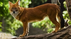 Červený vlk (foto): nebezpečný predátor s nezvyčajným vzhľadom