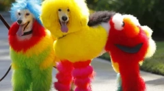 Kreatívna starostlivosť pudla