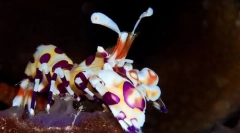 Harlequin modré krevety