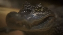 Krokodíl: zaujímavé fakty o nebezpečnom predátorovi