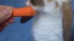 Králiky: hlavné plemená a pravidlá obsahu