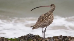 Popraskané jemnozrnné