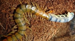 Veľké planéty hmyzu (6 fotografií)