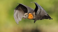 Krylanovy. Rodina cicavcov