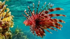 Lionland alebo zebra