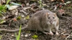 Potkany na chate a záhradný pozemok