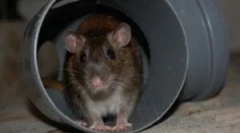 Potkany v suteréne bytového domu