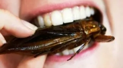 Kto ježe tarakanov?