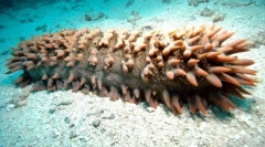 Ktorí z strachu strach stráca črevá?