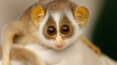 Kto je pekný zo všetkých na svete: najpríjemnejšie a dotýkajú sa divokých zvierat