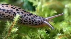 Kto je vo svetle všetkých zubov: top 10 zvierat, ktorí majú veľa zubov