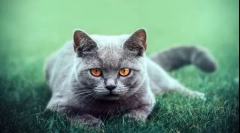 Kto sú britské mačky: opis plemena, jeho vlastnosti a odrody