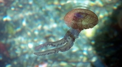 Kto je také črevo-šťastie?