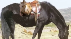 Kto je taký poník?