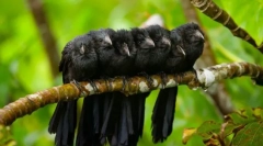 Kukučok (foto): tento čarodejník predávajúci a zamaskovať