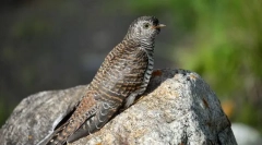 Kukučkový obyčajný