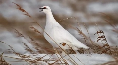 Partridge biele médium ruština