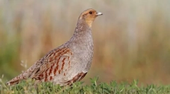 Partridge stred rusky