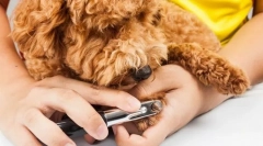 Pazúry a ružové pre pazúry