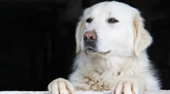 Kuvas (foto): neuveriteľne krásny a slobodený pes