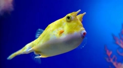 Telo rohaté obyčajné