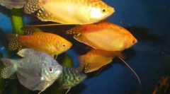 Labyrint ryby pre domáce akvárium: zoznam a funkcie obsahu