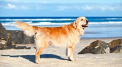 Labrador retriever (foto): irrepressible energy a nekonečná láskavosť