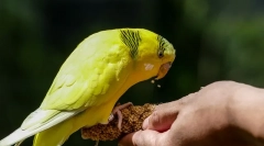 Papagájnosť, ktorá miluje papagáje