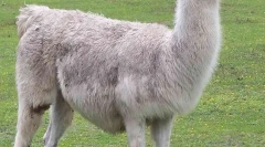 Lama