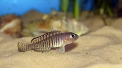 Nneolamprologs ocellatus lamprol