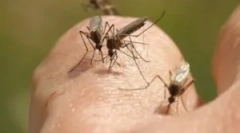 Lampy na zničenie lietajúceho hmyzu