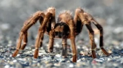 Paws spider: číslo a funkcie