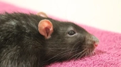 Liečba abscesu u potkanov, symptómov a príčin výskytu