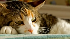 Liečba mačka hepatitída