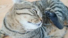 Liečba brošov od mačiek