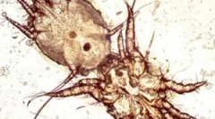 Liečba ušných kliešťov v mačkách