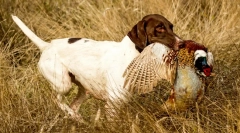 Právne plemená psov