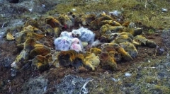 Lemmings - skoky z útesov