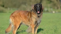 Leonberger