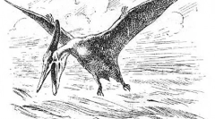 Lietajúce jašterice