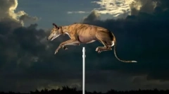 Flying die: fun fun ready