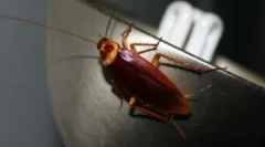 Či sú šváby lietať?