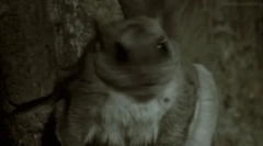 Listy: zaujímavé fakty o bojových proteínoch